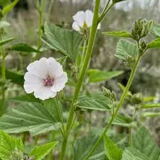 Marshmallow Root: Nerve Repair Support
