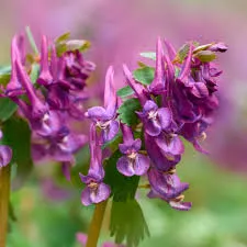 Corydalis Yanhusuo: Natural Pain Relief Support