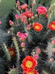 Opuntia Phaeacantha: Antioxidant Protection