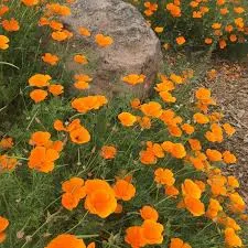 California Poppy Seed: Nervous System Calming Aid