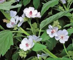 Althaea Officinalis: Herbal Healing Support